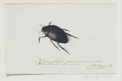 Escarabajo negro del agua
Hydrophilus picens (título en el objeto) de Adriaan van der Willigen
