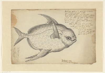 Pez rey (Lampris guttatus) de Adriaen Coenen