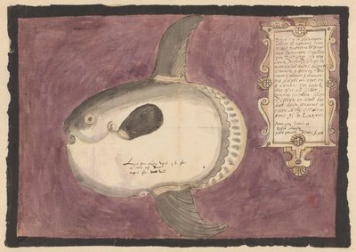 Pez luna (Mola mola) de Adriaen Coenen