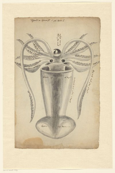 Calamar de Adriaen Coenen