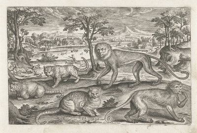 monos y gatos Animales de cuatro patas (título de la serie) Animalivm Qvaddrvpedvm (título de la serie) de Adriaen Collaert