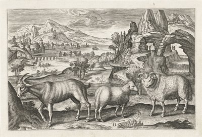 cabra y oveja Animales de cuatro patas (título de la serie) Animalivm Qvaddrvpedvm (título de la serie) de Adriaen Collaert