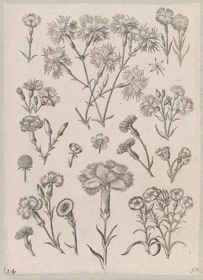 Clavel de Adriaen Collaert