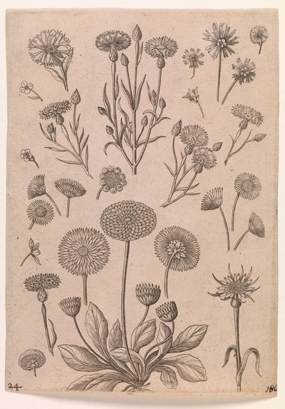 Acianos de Adriaen Collaert