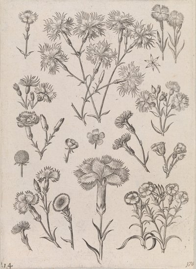 Narcisos de Adriaen Collaert