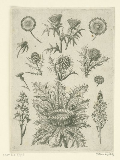 Distante de diferentes maneras Florilegio (título de la serie) de Adriaen Collaert
