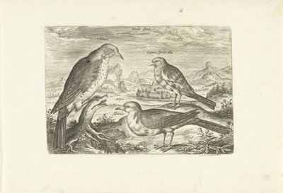 Tres pájaros en un paisaje Avium Vivae (título de la serie) Pájaros (título de la serie) de Adriaen Collaert