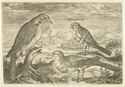 Tres pájaros en un paisaje Avium Vivae (título de la serie) Pájaros (título de la serie) de Adriaen Collaert