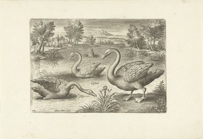 Tres cisnes en un estanque Pájaros (título de la serie) Avium vivae (título de la serie) de Adriaen Collaert