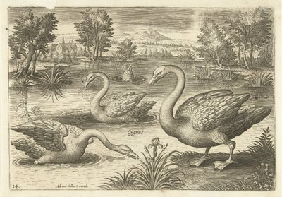 Tres cisnes en un estanque Pájaros (título de la serie) Avium vivae (título de la serie) de Adriaen Collaert