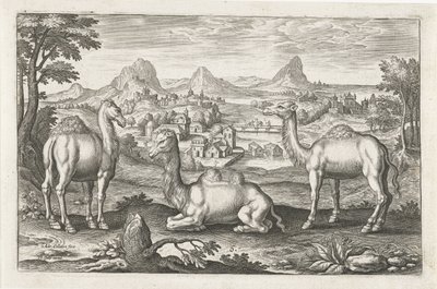 Dromedarios y un camello Animales de cuatro patas (título de la serie) Animalivm Qvaddrvpedvm (título de la serie) de Adriaen Collaert