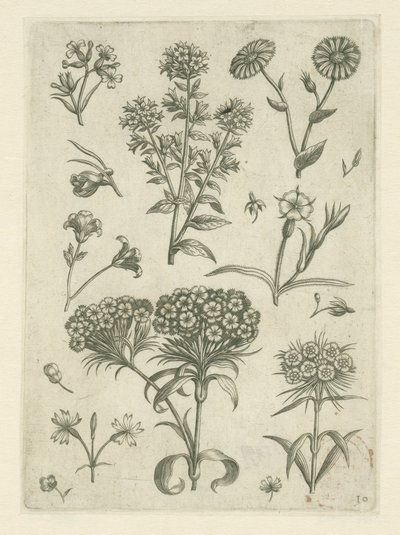 Sweet William y otras flores Florilegio (título de la serie) de Adriaen Collaert