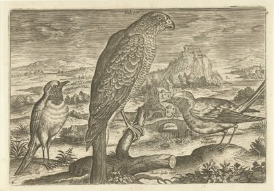 Algunas aves en un paisaje Pájaros (título de la serie) Avivm vivae (título de la serie) de Adriaen Collaert