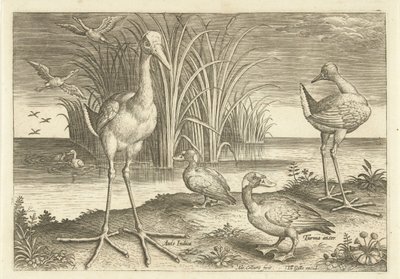 Algunas aves acuáticas en una orilla Pájaros (título de la serie) Avivm vivae (título de la serie) de Adriaen Collaert