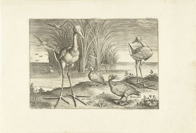 Algunas aves acuáticas en una orilla
Pájaros (título de la serie)
Avivm vivae (título de la serie) de Adriaen Collaert