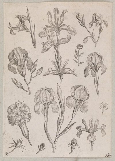 Iris de Adriaen Collaert