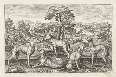 perros de caza Animales de cuatro patas (título de la serie) Animalivm Qvaddrvpedvm (título de la serie) de Adriaen Collaert