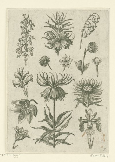 Corona imperial, orquídea y lirios del valle Florilegio (título de la serie) de Adriaen Collaert