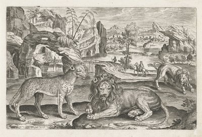 leones y leopardo Animales de cuatro patas (título de la serie) Animalivm Qvaddrvpedvm (título de la serie) de Adriaen Collaert