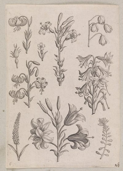 Lirios de Adriaen Collaert