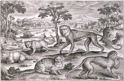 Tres gatos y dos monos de Adriaen Collaert