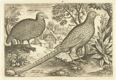 Dos gallinas en un paisaje. Avivm Vivae (título de la serie) Pájaros (título de la serie) de Adriaen Collaert
