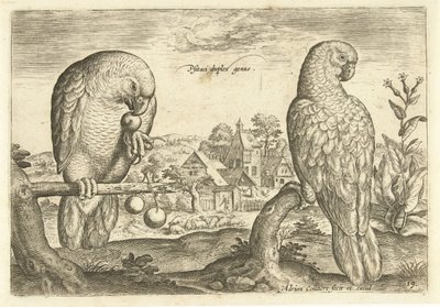 Dos loros en un paisaje Avium Vivae (título de la serie) Pájaros (título de la serie) de Adriaen Collaert