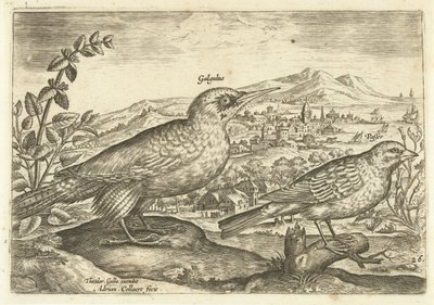 Dos pájaros en un paisaje Avium Vivae (título de la serie) Pájaros (título de la serie) de Adriaen Collaert