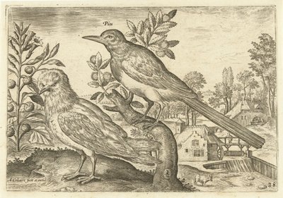 Dos pájaros en un paisaje Pájaros (título de la serie) Avium Vivae (título de la serie) de Adriaen Collaert