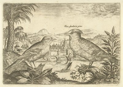 Dos pájaros en un paisaje
Pájaros (título de la serie)
Avivm Vivae (título de la serie) de Adriaen Collaert