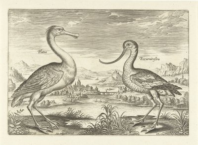 Dos aves zancudas en un paisaje fluvial Pájaros (título de la serie) Avivm Vivae (título de la serie) de Adriaen Collaert
