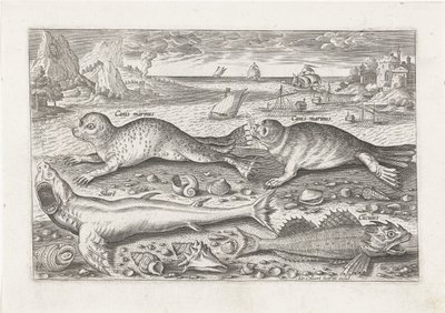 Dos focas y dos peces en la playa. Pesca (título de la serie) Iconos de Piscivm vivae (título de la serie) de Adriaen Collaert