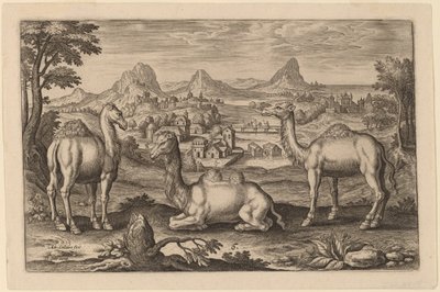 Dos dromedarios y un camello de Adriaen Collaert