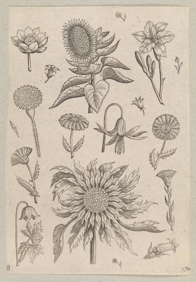 Dos girasoles de Adriaen Collaert
