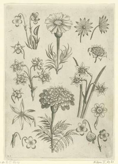 Diferentes flores, violetas y narcisos. Florilegio (título de la serie) de Adriaen Collaert
