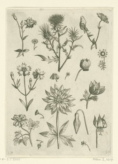 Varias flores, incluyendo aguileña y ciclamen. Florilegio (título de la serie) de Adriaen Collaert