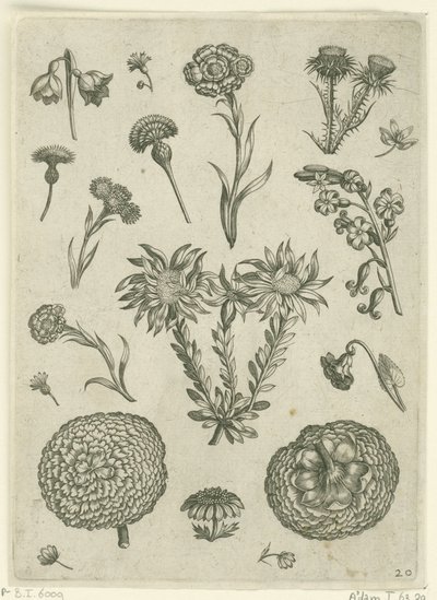 Varias flores, incluyendo crisantemo y cardo. Florilegio (título de la serie) de Adriaen Collaert