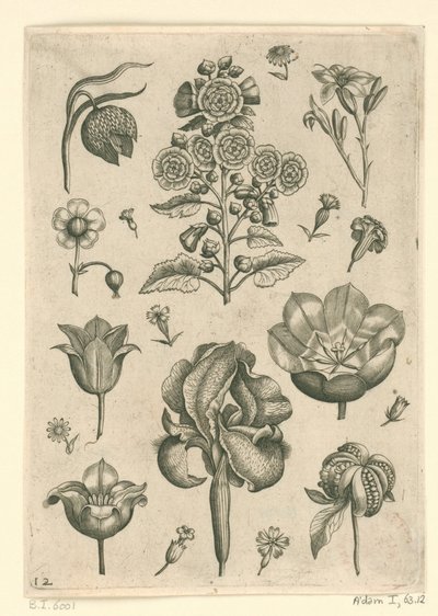 Varias flores incluyendo iris y violeta Florilegio (título de la serie) de Adriaen Collaert