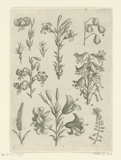 Cuatro lirios grandes y algunas flores más pequeñas. Florilegio (título de la serie) de Adriaen Collaert