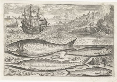 Cuatro peces en la playa Pesca (título de la serie) Iconos de Piscium vivae (título de la serie) de Adriaen Collaert