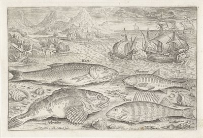 Cuatro peces en la playa Pesca (título de la serie) Iconos de Piscium vivae (título de la serie) de Adriaen Collaert