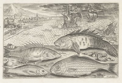 Cuatro peces en la playa Pesca (título de la serie) Iconos de Piscium vivae (título de la serie) de Adriaen Collaert