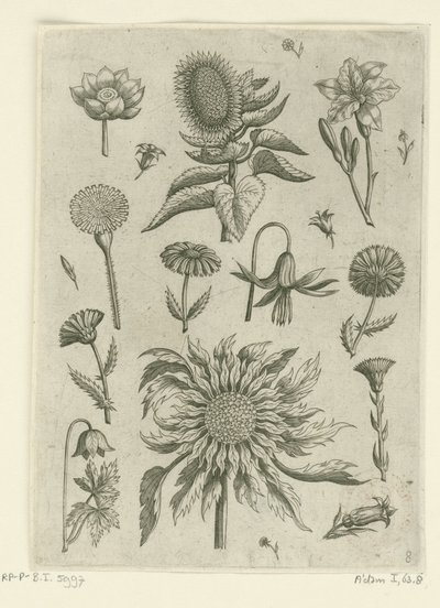 Girasol y otras flores. Florilegio (título de la serie) de Adriaen Collaert
