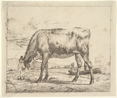 Ternero pastando, de Different Animals, 1658 de Adriaen van de Velde