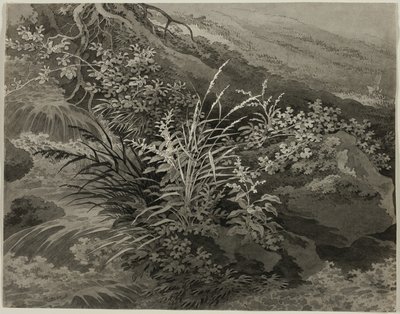 Esquina del prado con juncos y otras plantas de Adrian Zingg
