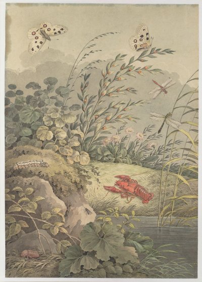 Pieza de agua con cangrejo, mariposas, libélulas y espino cerval de mar, c. 1800 de Adrian Zingg