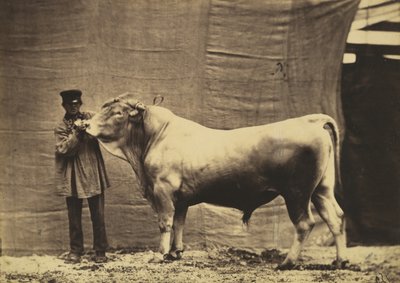 [Toro de Glane, Cantón de Friburgo], 1856 de Adrien Alban Tournachon
