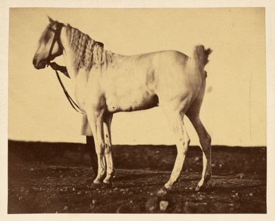 [Caballo] de Adrien Alban Tournachon