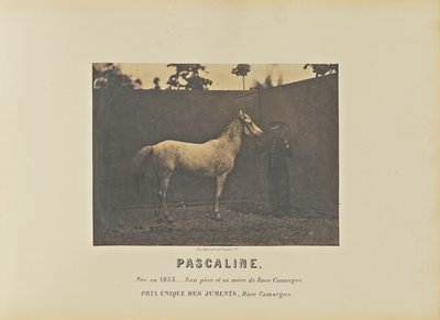 Pascaline de Adrien Alban Tournachon