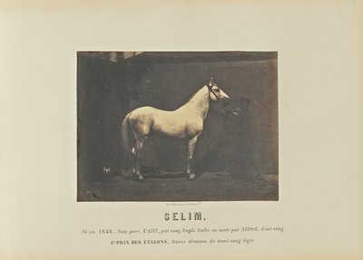 Selim de Adrien Alban Tournachon